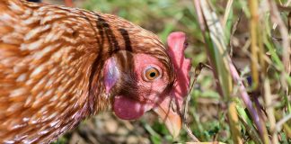 Птица курица