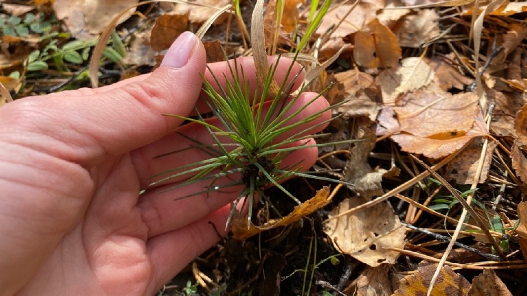 Фото пресс-службы Минприроды РХ