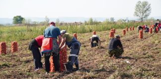 Сбор урожая. Фото Администрации Усть-Абаканского района
