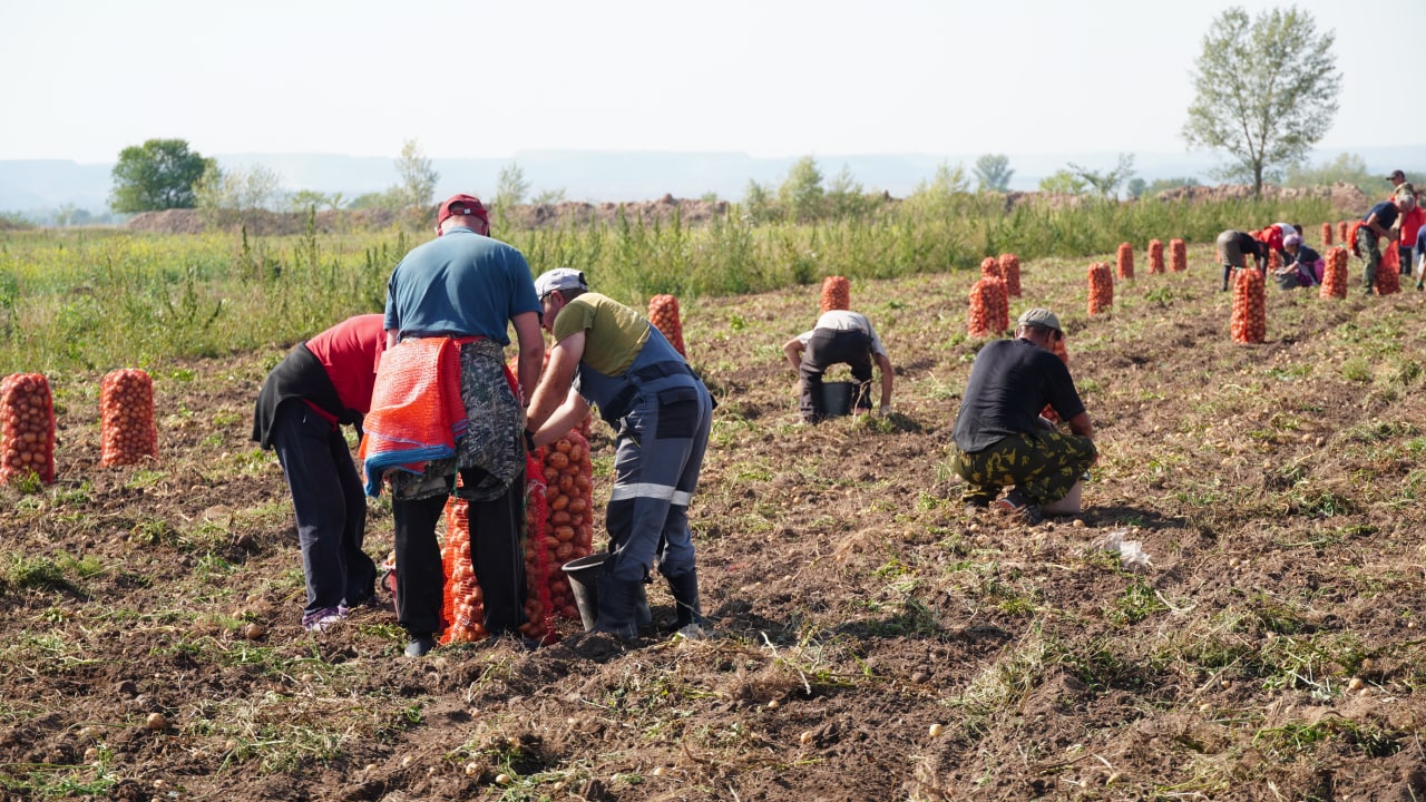 Сбор урожая. Фото Администрации Усть-Абаканского района