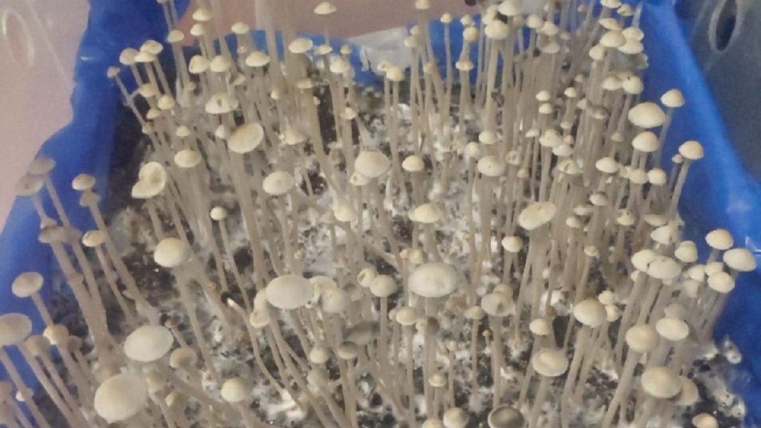 telegram-cloud-photo-size-4-5804110923282098835-y