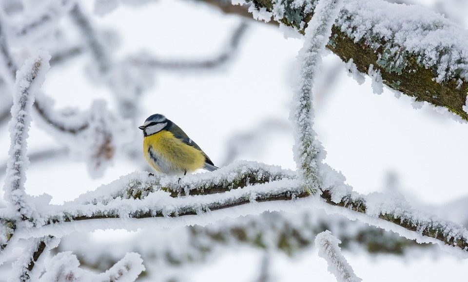 Изображение из фотобанка мороз