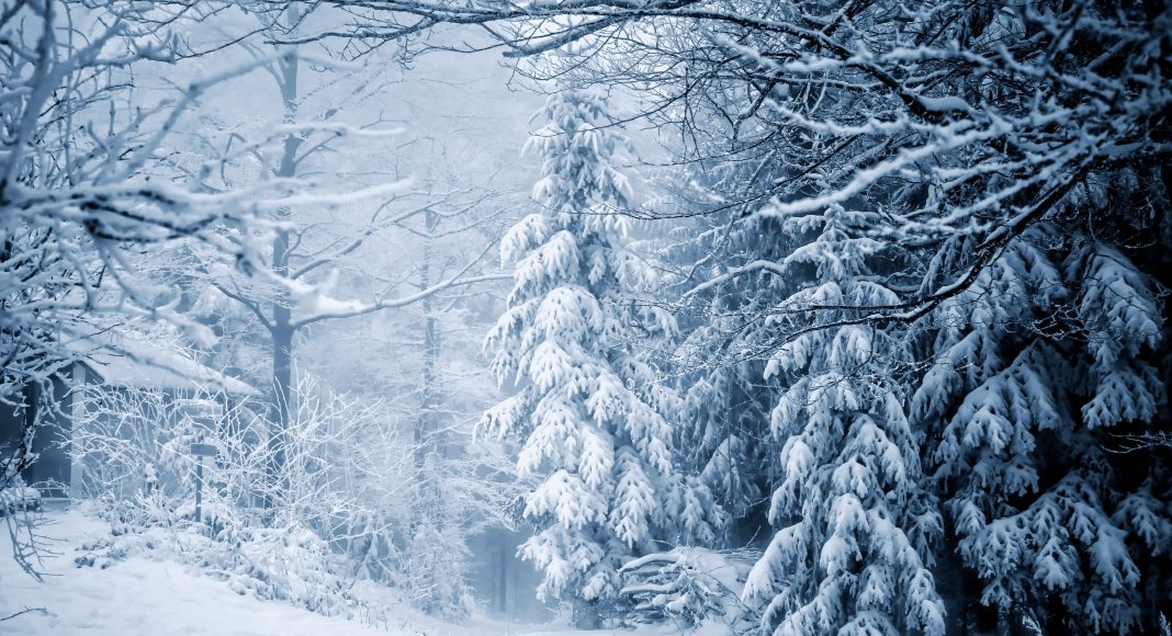 Изображение из фотобанка Зима, снег, лес