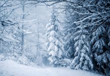 Зима, снег, лес