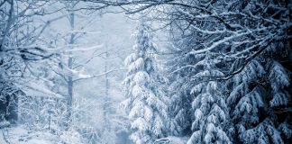 Зима, снег, лес