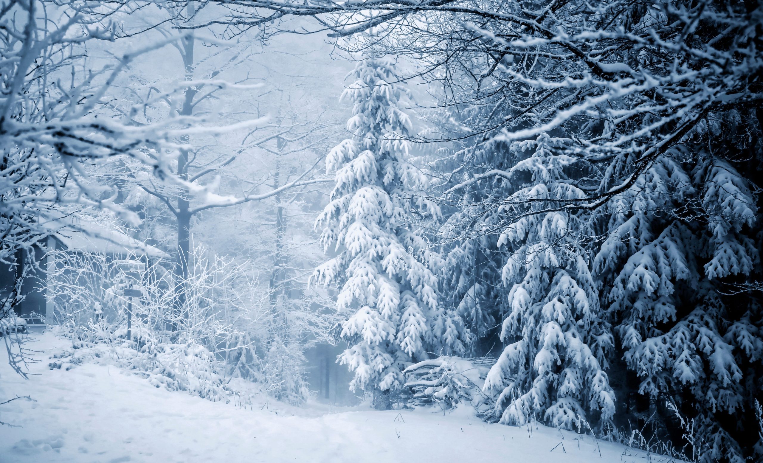 Зима, снег, лес