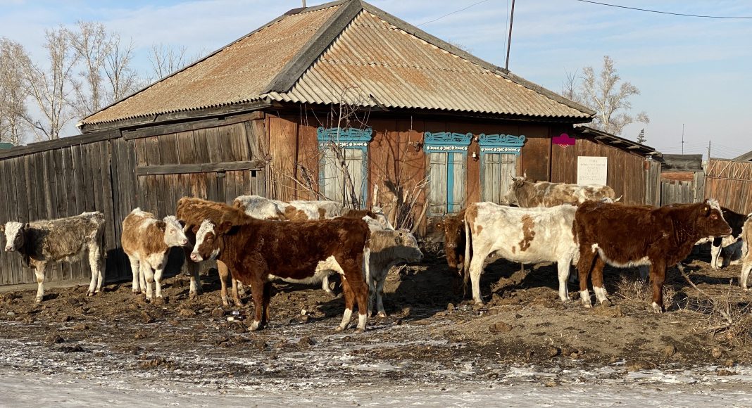 Коровы. Село Аршаново. Фото pulse19.ru