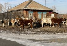 Коровы. Село Аршаново. Фото pulse19.ru