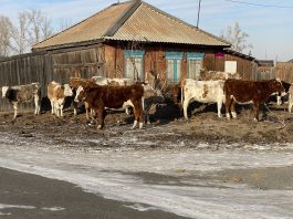 Коровы. Село Аршаново. Фото pulse19.ru