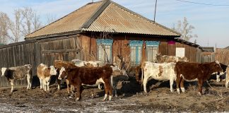 Коровы. Село Аршаново. Фото pulse19.ru