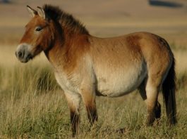 Лошадь Пржевальского. Фото: Claudia Feh, wikimedia.org