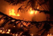 Фото предоставлено пресс-службой Минлесхоза РХ