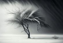 Метель, снег, ветер