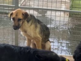 На приют для собак в Абакане подана жалоба в прокуратуру
