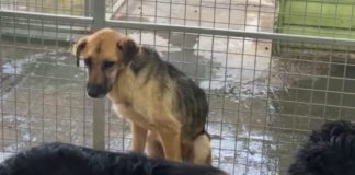 На приют для собак в Абакане подана жалоба в прокуратуру