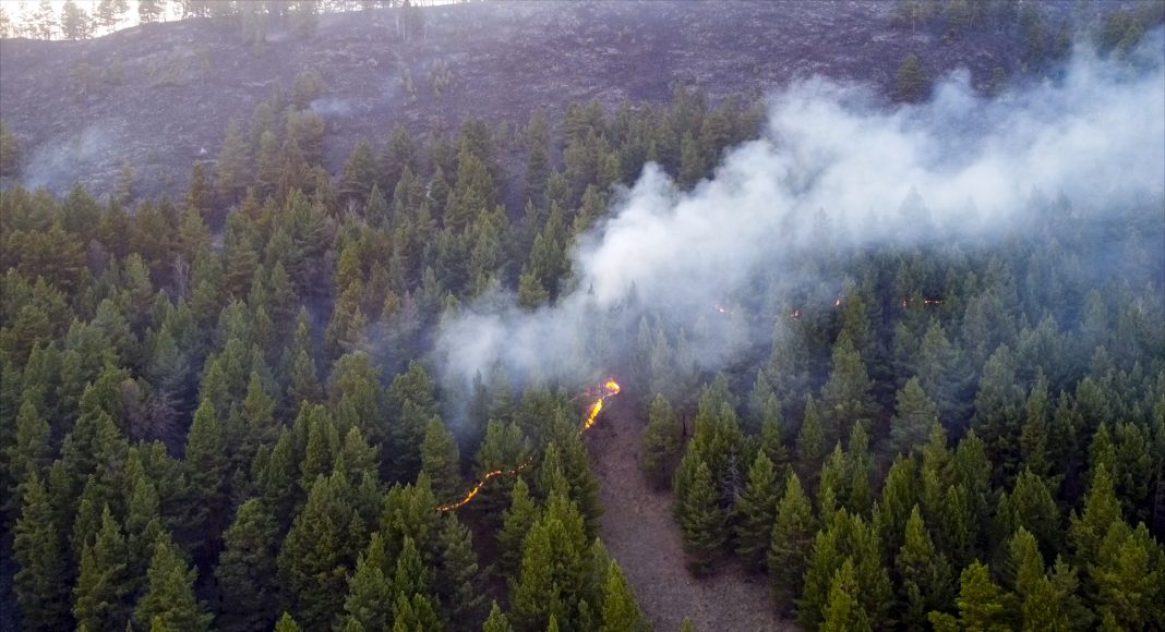 Фото предоставлено пресс-службой Минлеса РХ