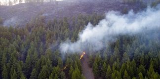 Фото предоставлено пресс-службой Минлеса РХ