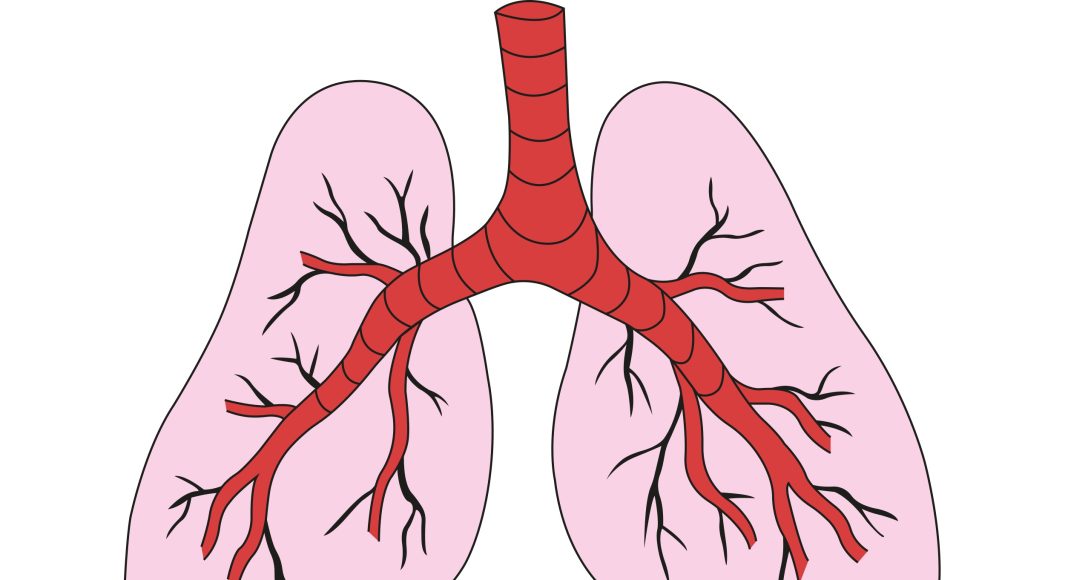 Легкие