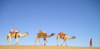 Караван в пустыне