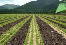 Фото пресс-службы Минлеса РХ