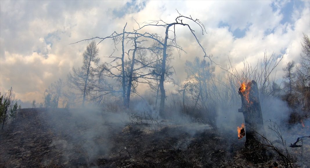 Фото пресс-службы Минлеса РХ