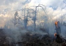 Фото пресс-службы Минлеса РХ