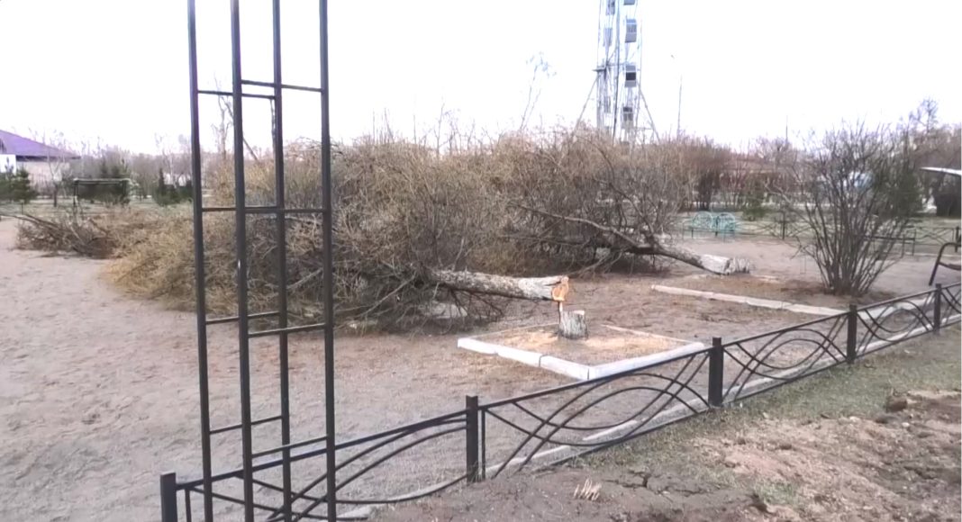 Спиленные в Черногорске лиственницы. Кадр съемки Эдуарда Канзычакова