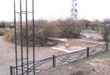 Спиленные в Черногорске лиственницы. Кадр съемки Эдуарда Канзычакова