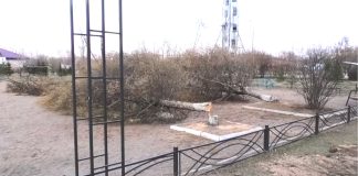 Спиленные в Черногорске лиственницы. Кадр съемки Эдуарда Канзычакова