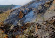 Фото предоставлено пресс-службой Минлеса РХ