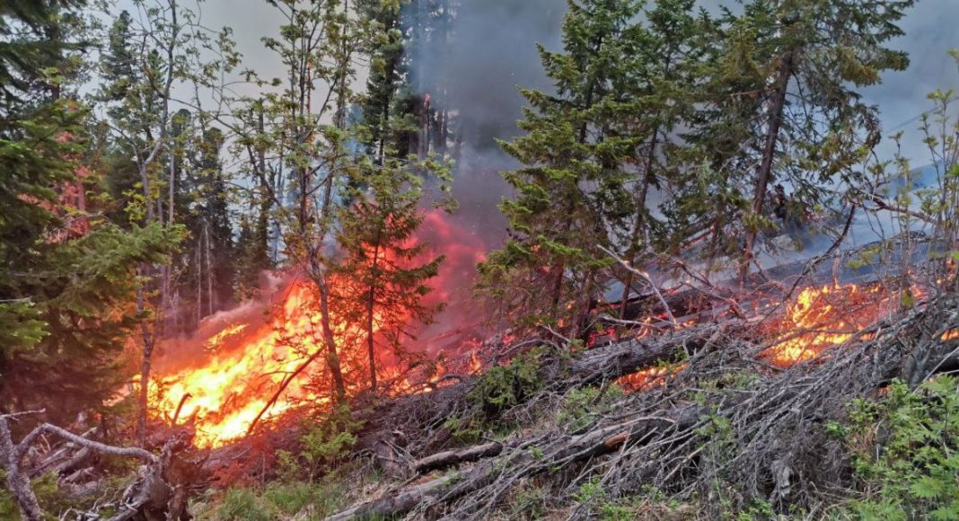 Фото пресс-службы Минлеса РХ