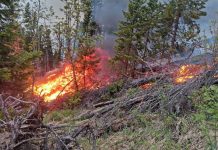 Фото пресс-службы Минлеса РХ