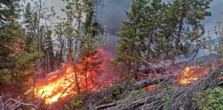 Фото пресс-службы Минлеса РХ