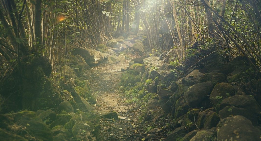 Лес. Тропа
