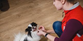 Фото: guldog.ru