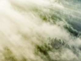 Лес, туман