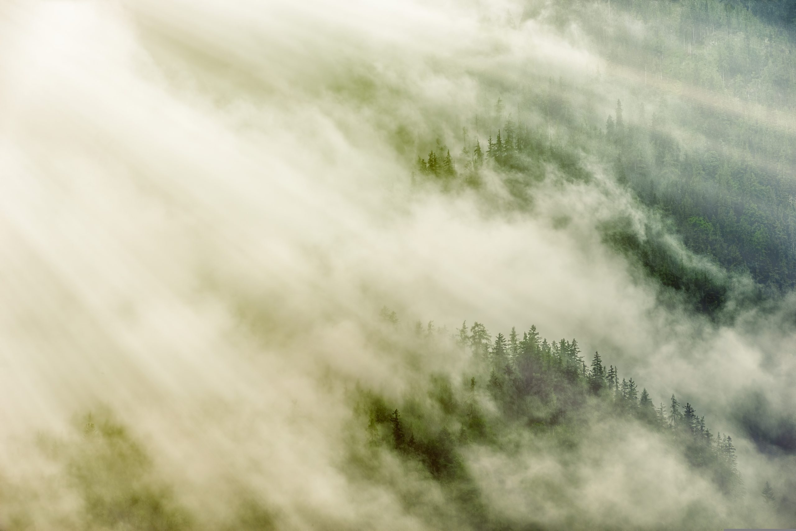 Лес, туман