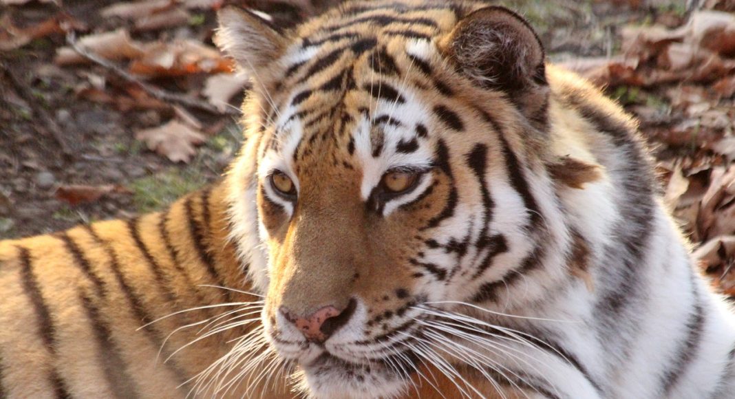 Амурский тигр. Фото из фотобанка