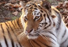 Амурский тигр. Фото из фотобанка