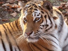 Амурский тигр. Фото из фотобанка