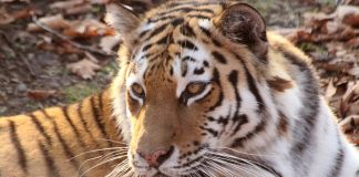 Амурский тигр. Фото из фотобанка