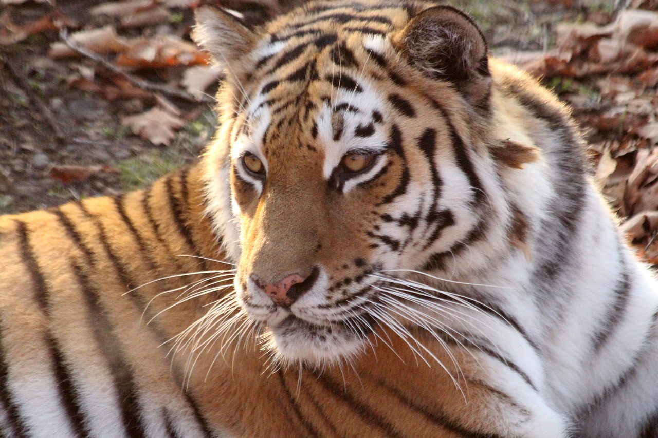 Амурский тигр. Фото из фотобанка