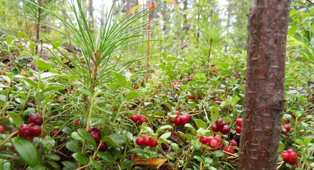 Фото предоставлено пресс-службой Минлеса РХ