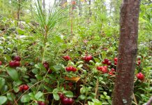 Фото предоставлено пресс-службой Минлеса РХ