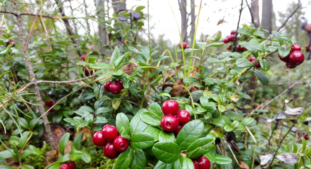 Брусника, ягода