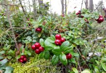 Брусника, ягода