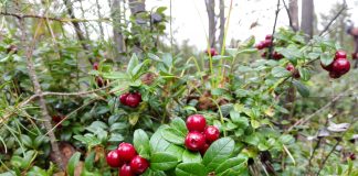 Брусника, ягода