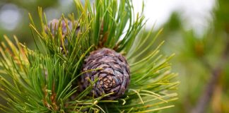 Кедровая шишка