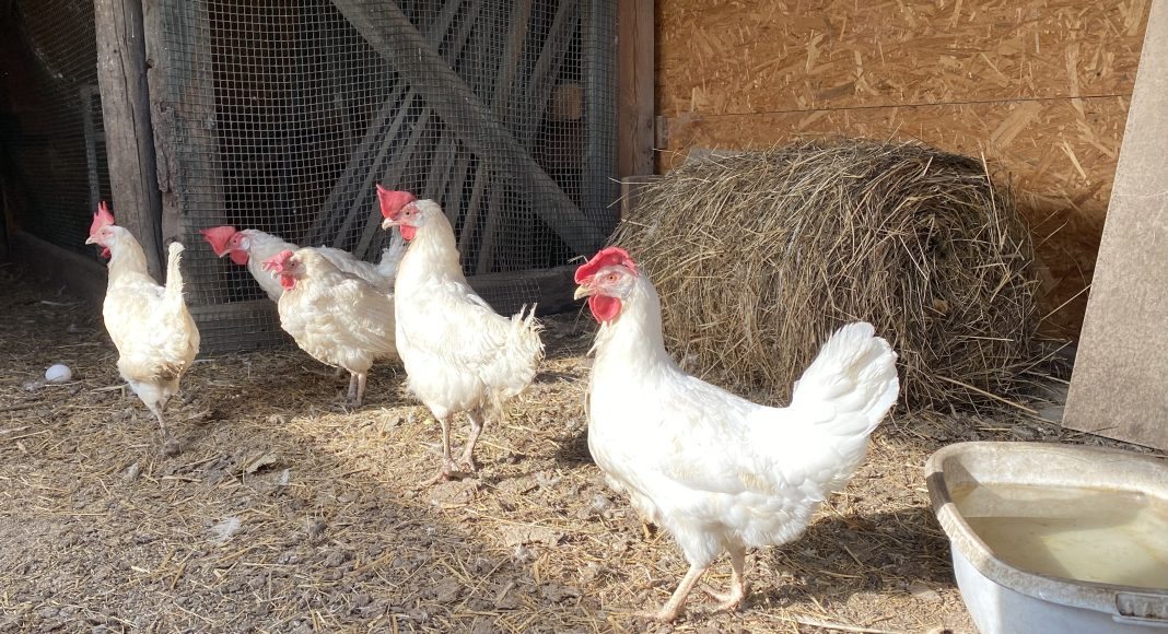 Птица. Курица. Фото: «Пульс Хакасии»