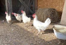 Птица. Курица. Фото: «Пульс Хакасии»